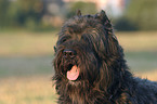 Bouvier des Flandres Portrait