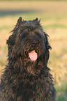 Bouvier des Flandres Portrait