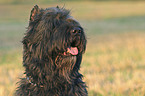 Bouvier des Flandres Portrait