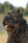 Bouvier des Flandres Portrait