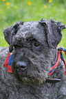 Bouvier des Flandres