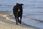 Bouvier des Flandres