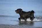 Bouvier des Flandres