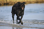 Bouvier des Flandres