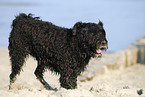 Bouvier des Flandres