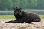 Bouvier des Flandres