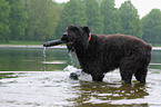 Bouvier des Flandres