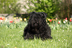 liegender Bouvier des Flandres