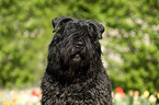 Bouvier des Flandres Portrait