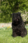 sitzender Bouvier des Flandres