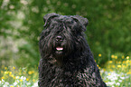 Bouvier des Flandres Portrait