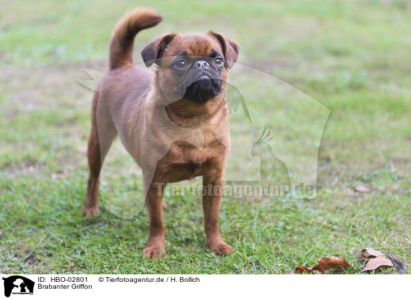 Brabanter Griffon / HBO-02801
