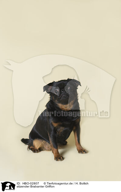 sitzender Brabanter Griffon / HBO-02807