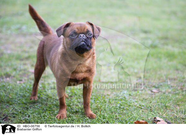 Brabanter Griffon / HBO-06756