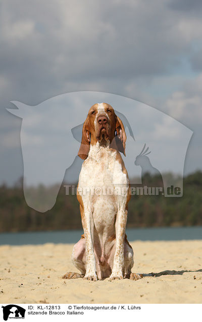 sitzende Bracco Italiano / sitting Bracco Italiano / KL-12813