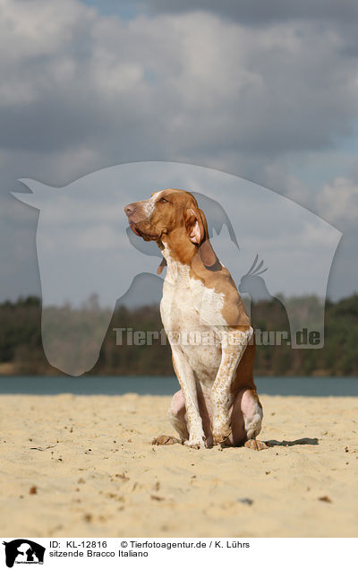 sitzende Bracco Italiano / sitting Bracco Italiano / KL-12816
