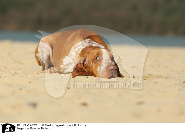 liegende Bracco Italiano / lying Bracco Italiano / KL-12822