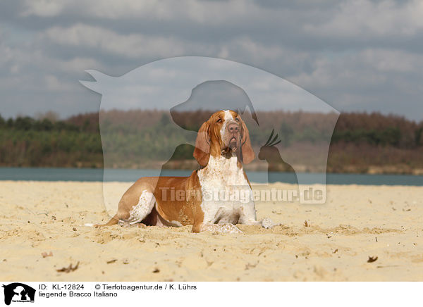 liegende Bracco Italiano / lying Bracco Italiano / KL-12824