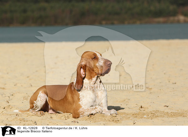 liegende Bracco Italiano / lying Bracco Italiano / KL-12828