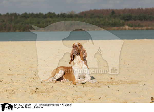 liegende Bracco Italiano / lying Bracco Italiano / KL-12829