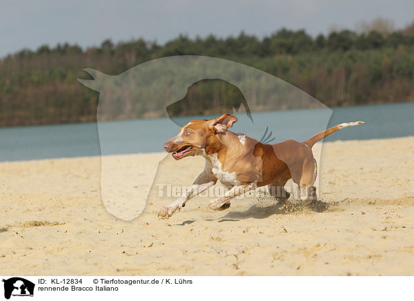 rennende Bracco Italiano / running Bracco Italiano / KL-12834