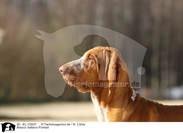 Bracco Italiano Portrait / Bracco Italiano Portrait / KL-12837