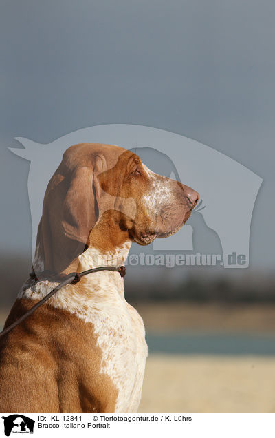 Bracco Italiano Portrait / Bracco Italiano Portrait / KL-12841