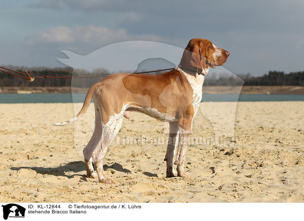 stehende Bracco Italiano / KL-12844