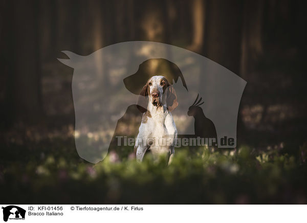 Bracco Italiano / Bracco Italiano / KFI-01456