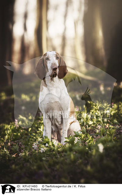 sitzender Bracco Italiano / sitting Bracco Italiano / KFI-01460