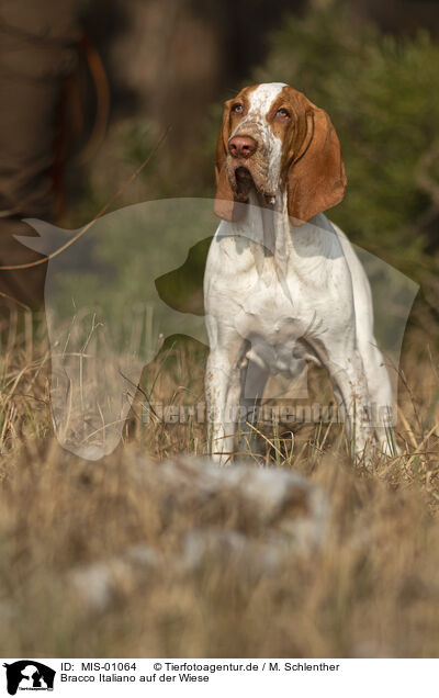 Bracco Italiano auf der Wiese / Bracco Italiano in the meadow / MIS-01064
