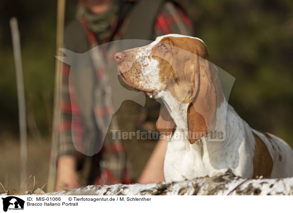 Bracco Italiano Portrait / MIS-01066