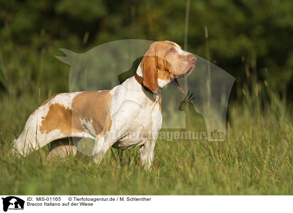 Bracco Italiano auf der Wiese / Bracco Italiano in the meadow / MIS-01165