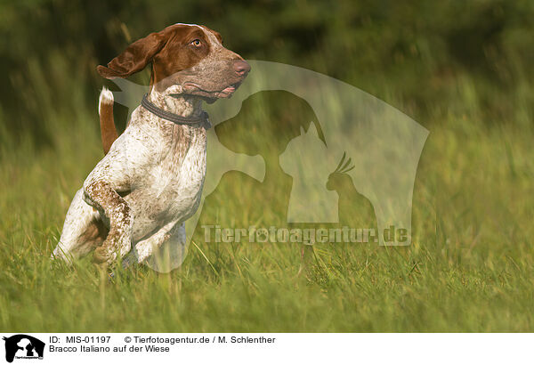 Bracco Italiano auf der Wiese / Bracco Italiano in the meadow / MIS-01197