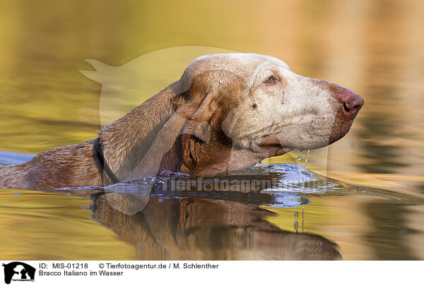 Bracco Italiano im Wasser / Bracco Italiano in the water / MIS-01218