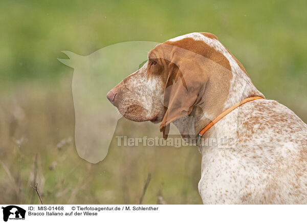 Bracco Italiano auf der Wiese / Bracco Italiano in the meadow / MIS-01468