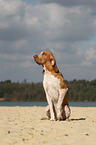 sitzende Bracco Italiano