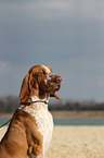 Bracco Italiano Portrait