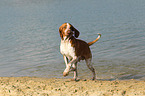 rennende Bracco Italiano