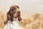 Bracco Italiano im Schnee