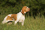 Bracco Italiano auf der Wiese