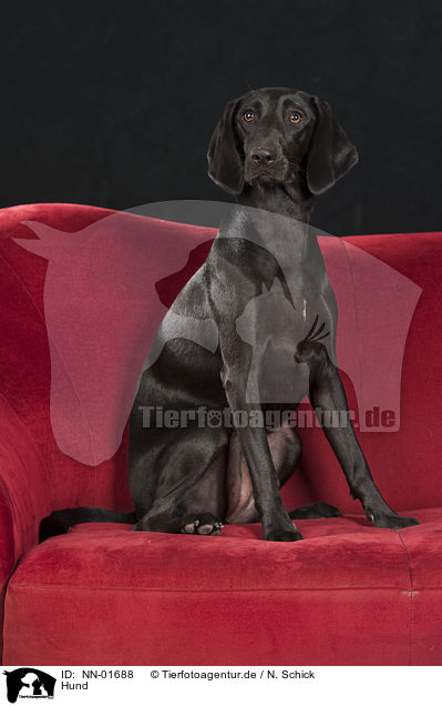 Hund / NN-01688