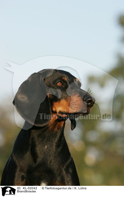 Brandlbracke / Austrian black and tan dog / KL-02042