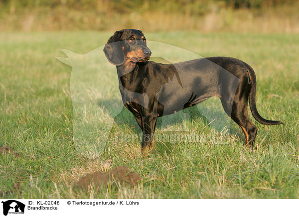 Brandlbracke / Austrian black and tan dog / KL-02048