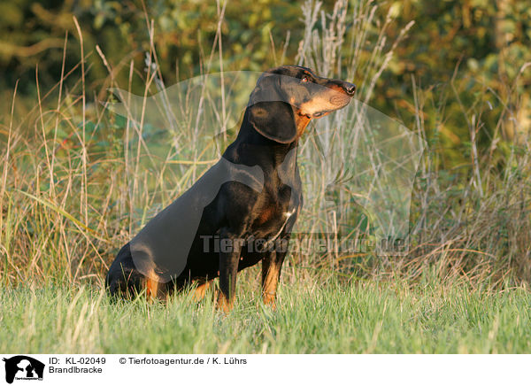 Brandlbracke / Austrian black and tan dog / KL-02049