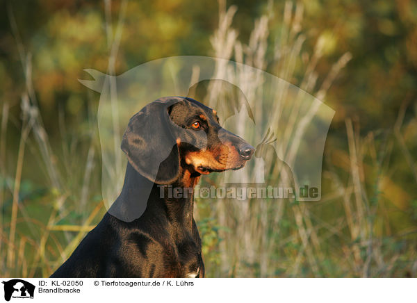 Brandlbracke / Austrian black and tan dog / KL-02050