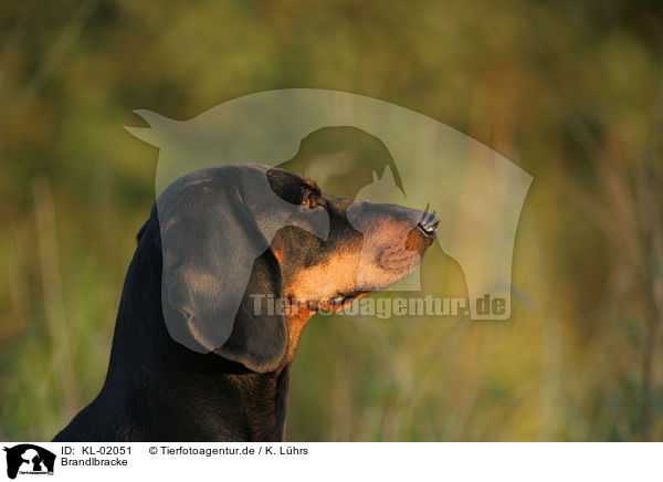 Brandlbracke / Austrian black and tan dog / KL-02051