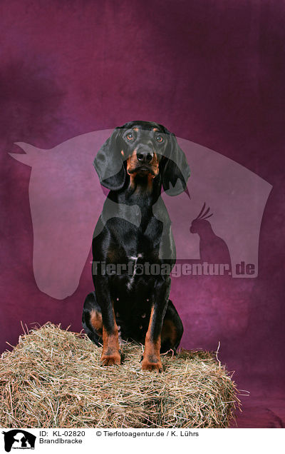 Brandlbracke / Austrian Braque / KL-02820
