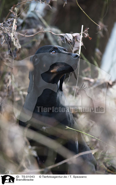 Brandlbracke / Austrian Black and Tan Hound / TS-01043