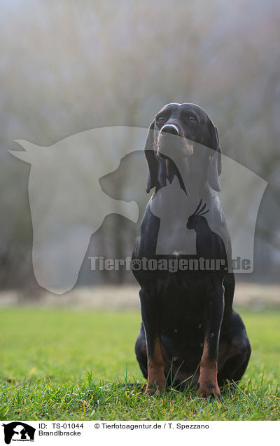 Brandlbracke / Austrian Black and Tan Hound / TS-01044